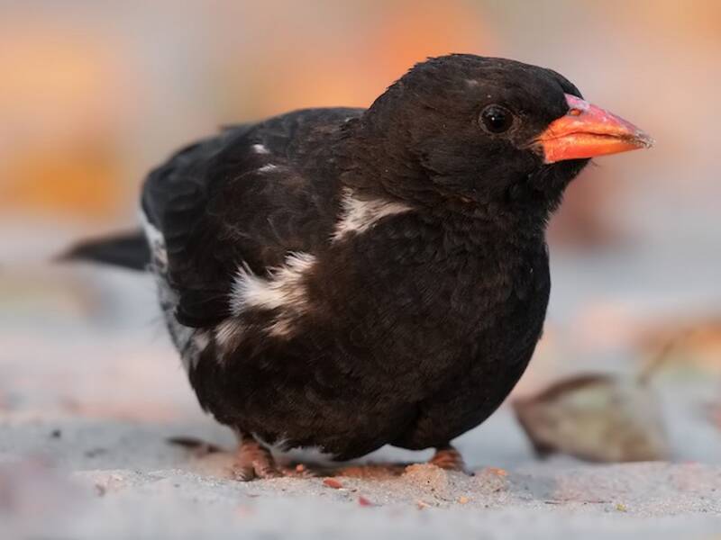 Red-billed Buffalo-Weaver