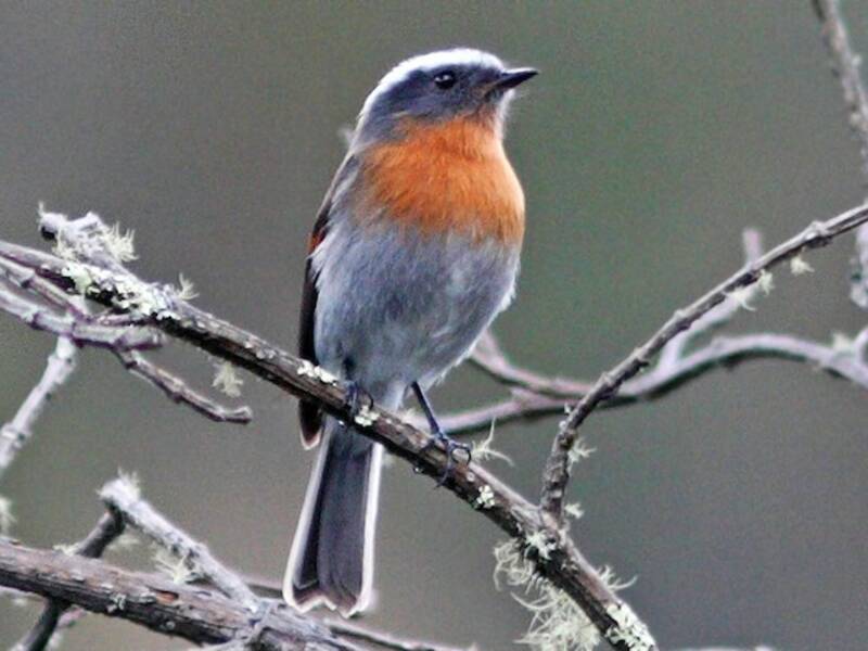Rufous-breasted Chat-Tyrant, 照片 3