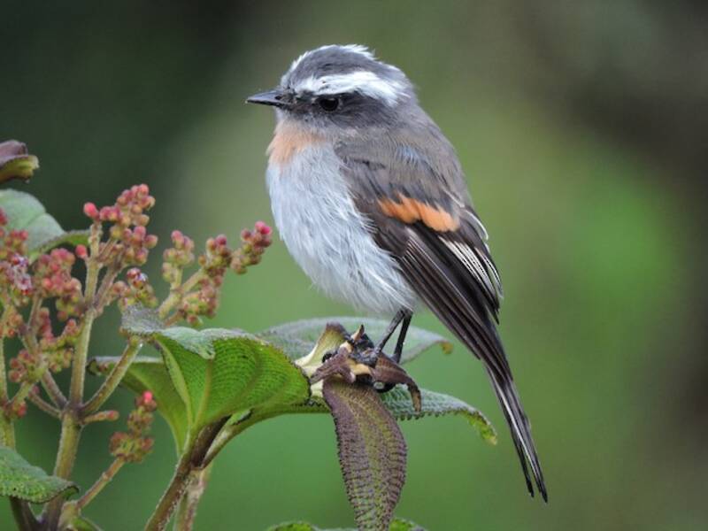 Rufous-breasted Chat-Tyrant, 照片 2