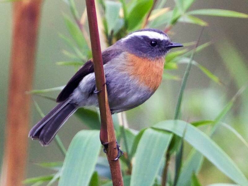 Rufous-breasted Chat-Tyrant, 照片 4