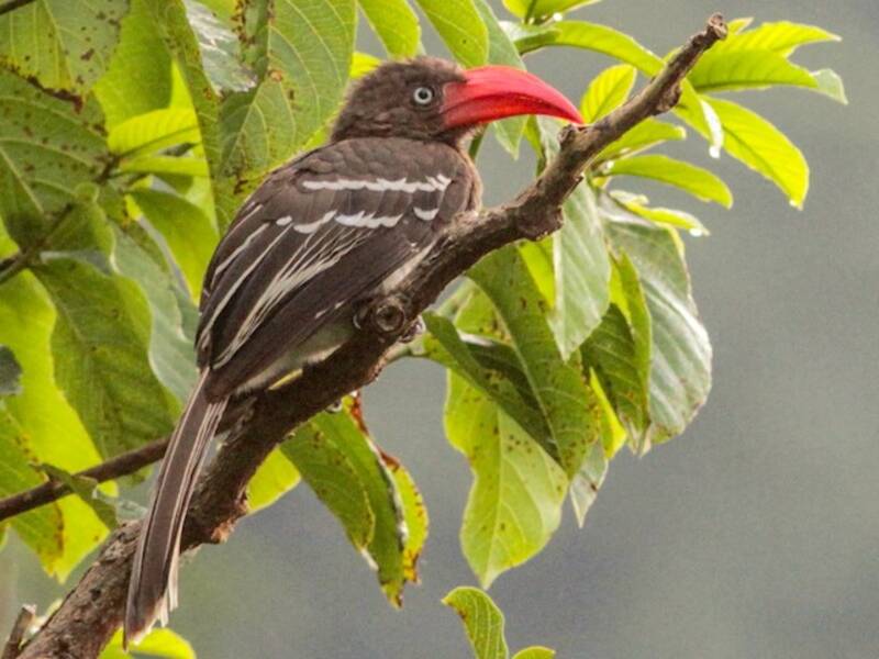 Red-billed Dwarf Hornbill, Photos 3