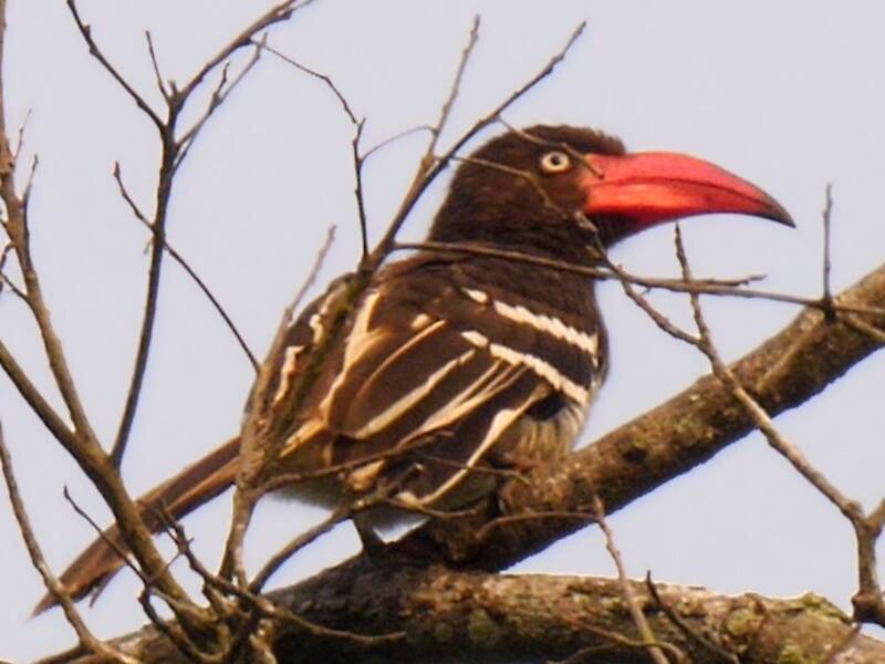 Red-billed Dwarf Hornbill, Photos 4