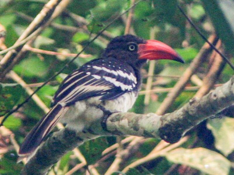 Red-billed Dwarf Hornbill, Photos 2