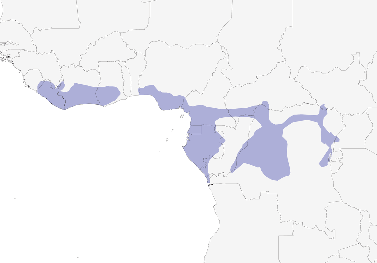 Red-billed Dwarf Hornbill, Distribution 1