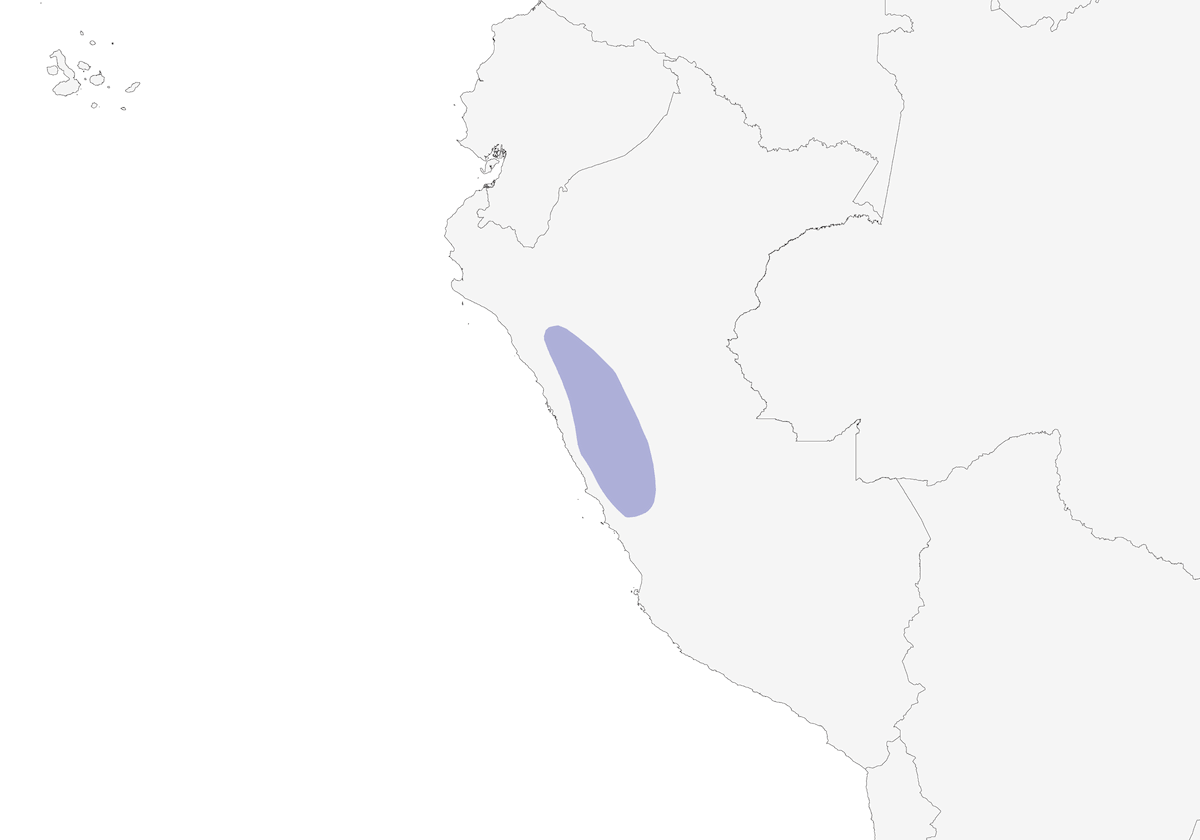 Pinson inca à dos roux, Distribution 1
