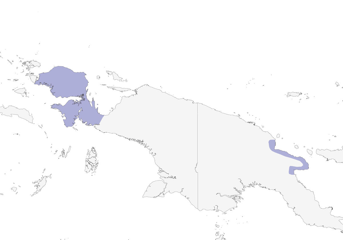 Martin pescatore paradisiaco pettofulvo, Distribuzione 1