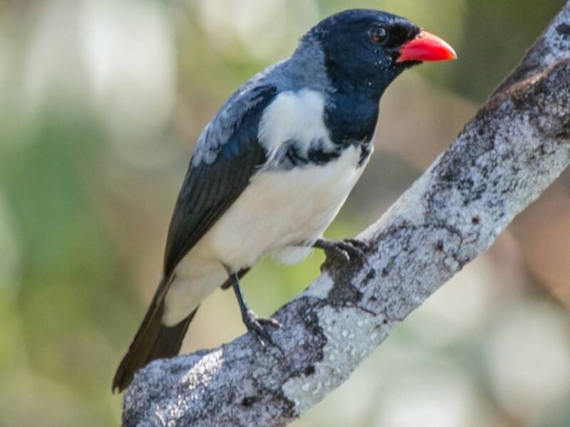 Red-billed Pied Tanager, Photos 3