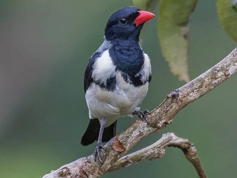 Red-billed Pied Tanager, Photos 2