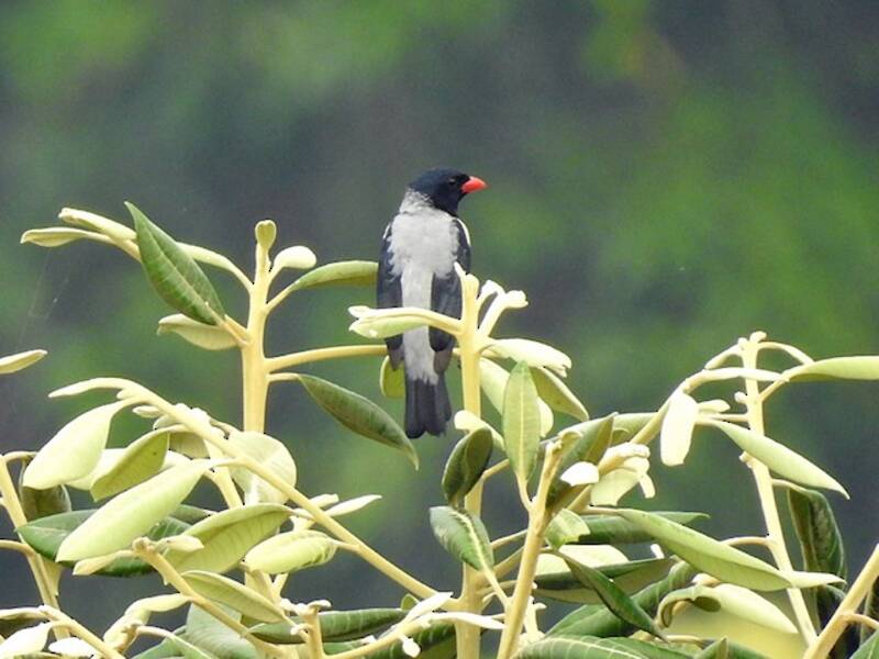 Red-billed Pied Tanager, Photos 4