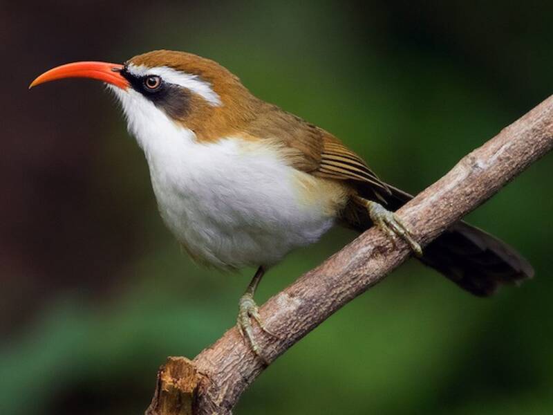 Garrulo scimitarra dal becco rosso, Foto 2