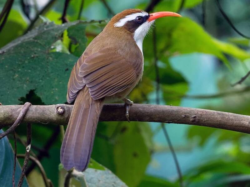 Garrulo scimitarra dal becco rosso