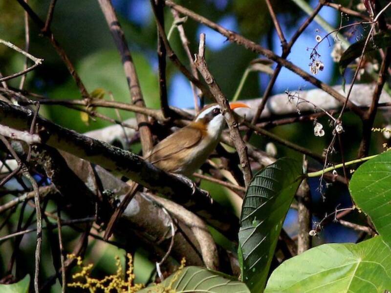 Garrulo scimitarra dal becco rosso, Foto 4