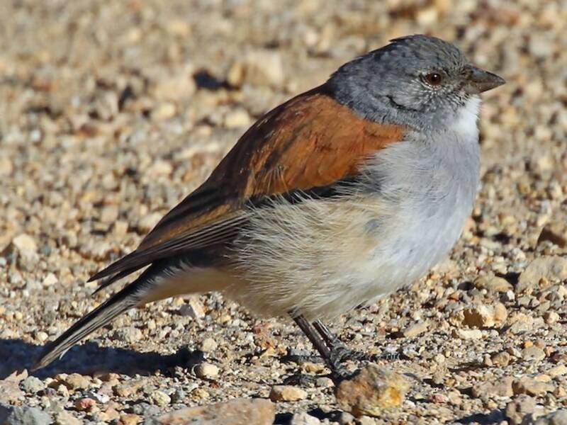 Red-backed Sierra Finch, 照片 2