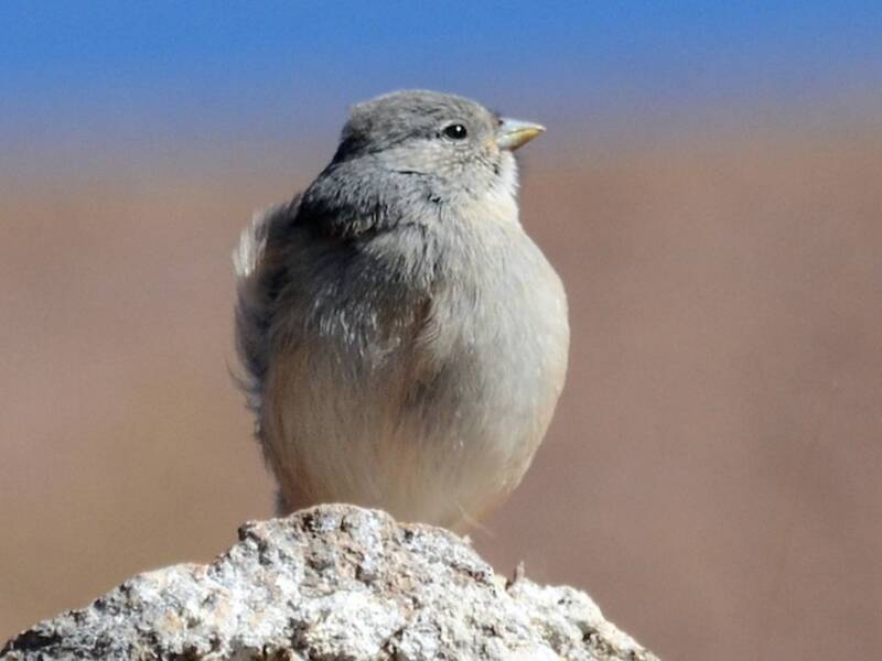 Red-backed Sierra Finch, 照片 4