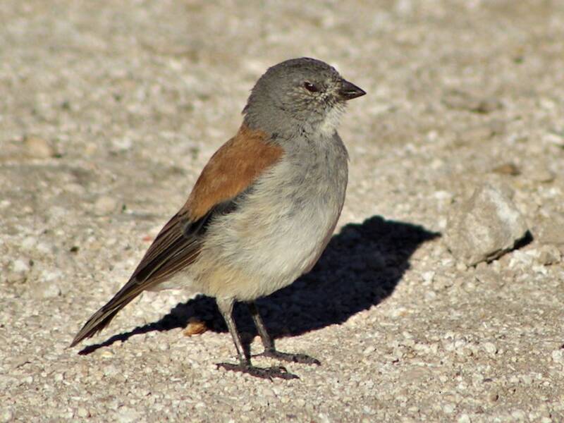 Red-backed Sierra Finch, 照片 3