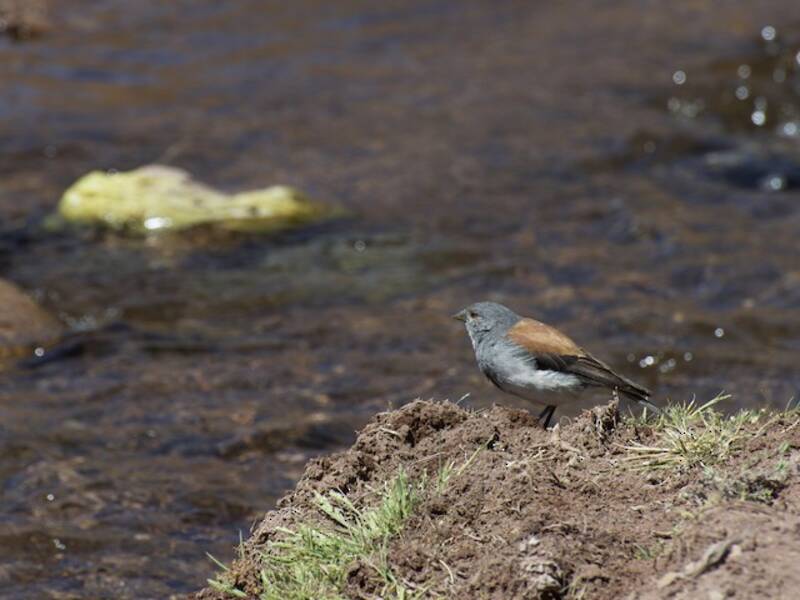 Red-backed Sierra Finch