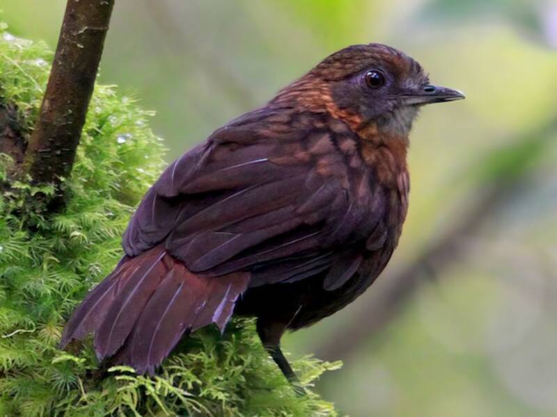 Rusty-breasted Wren-Babbler