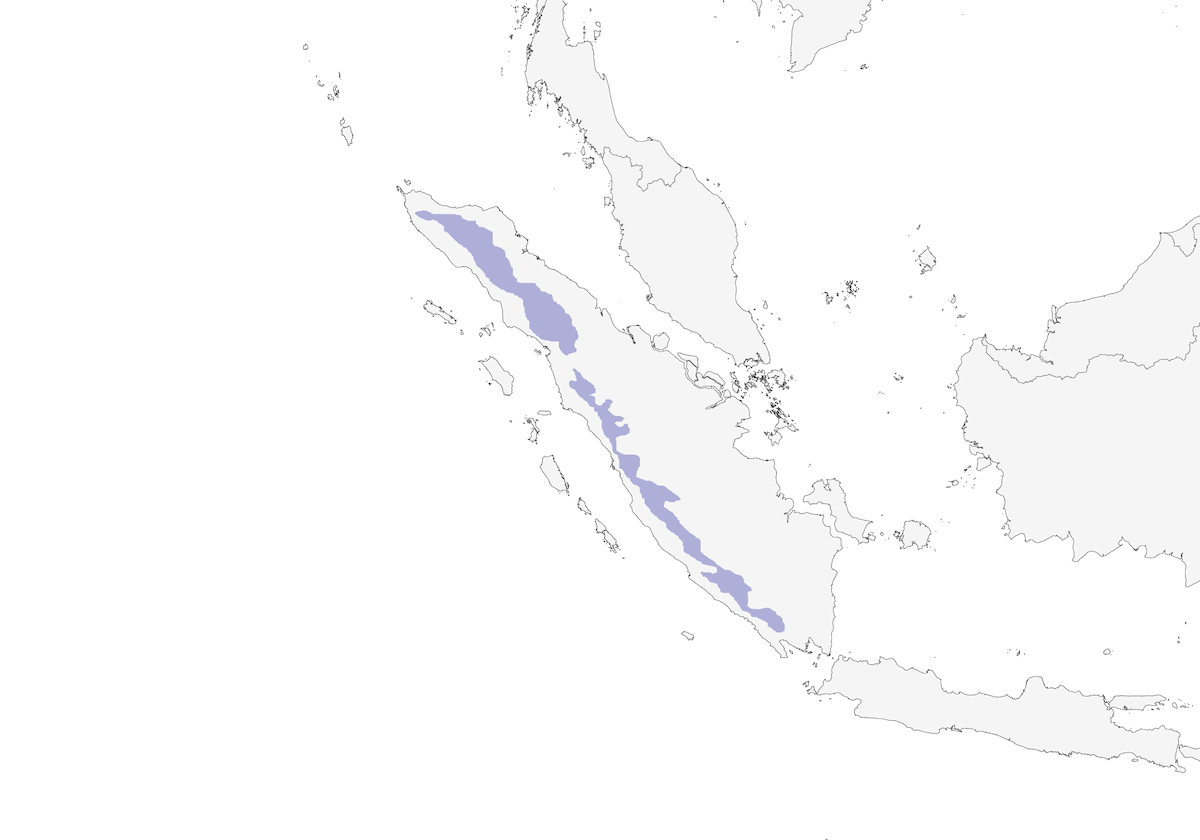 Garrulo-scricciolo petto-ruggine, Distribuzione 1