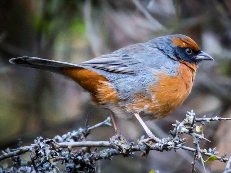 Rufous-breasted Warbling Finch, Photos 3