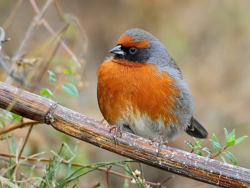 Rufous-breasted Warbling Finch, Photos 2