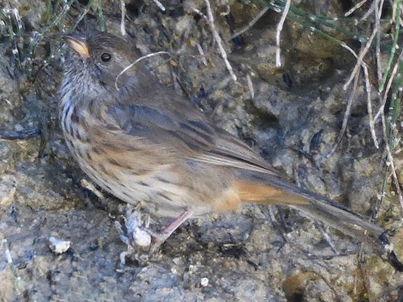 Rufous-breasted Warbling Finch, Photos 4