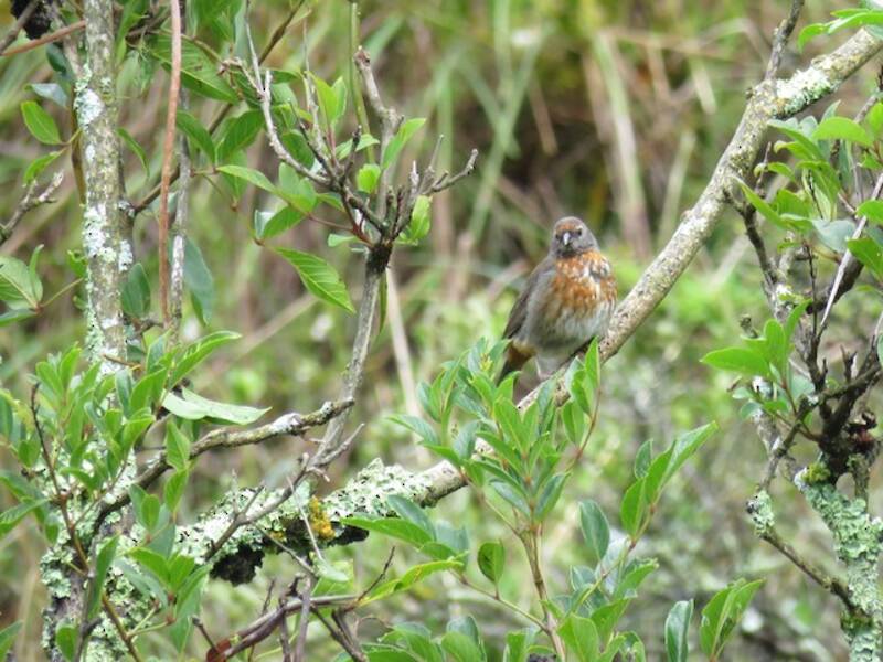 Rufous-breasted Warbling Finch