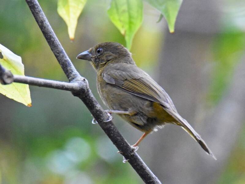 Tangara-fourmilier à couronne rouge, Photos 3