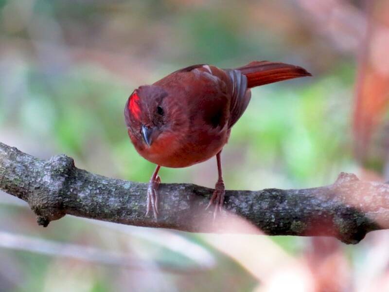 Tangara-fourmilier à couronne rouge, Photos 4