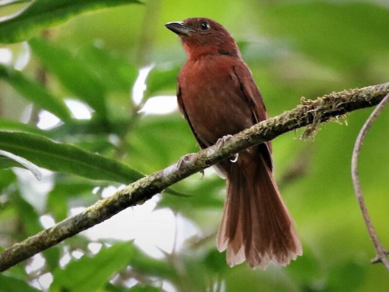 Tangara-fourmilier à couronne rouge