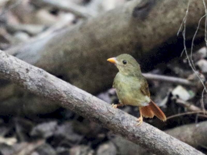 Tangara-fourmilier à couronne rouge, Photos 2
