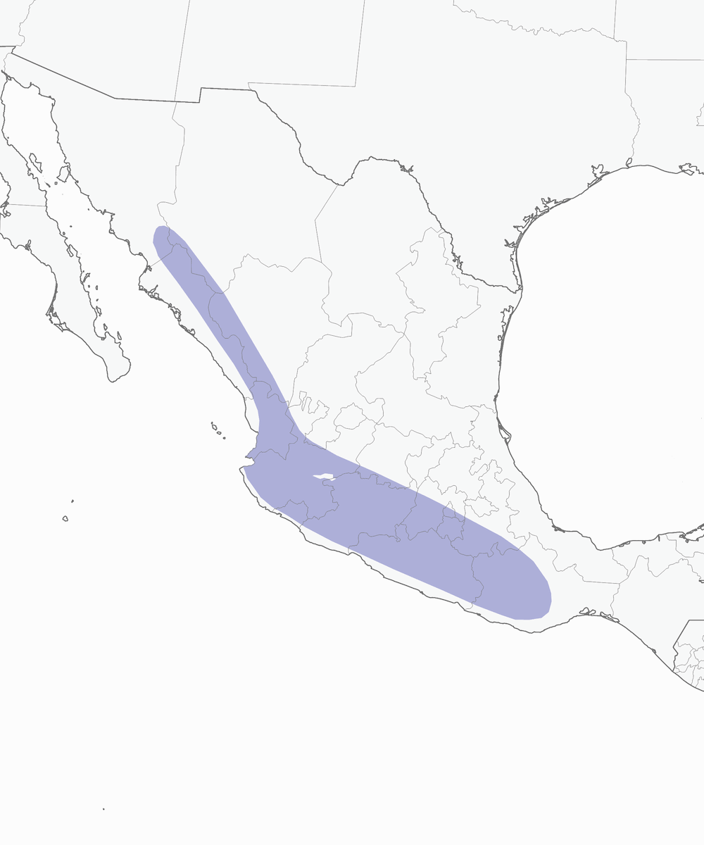Passero di terra dalla corona rugginosa, Distribuzione 1