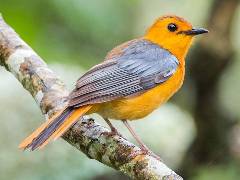 Red-capped Robin-Chat, Photos 3