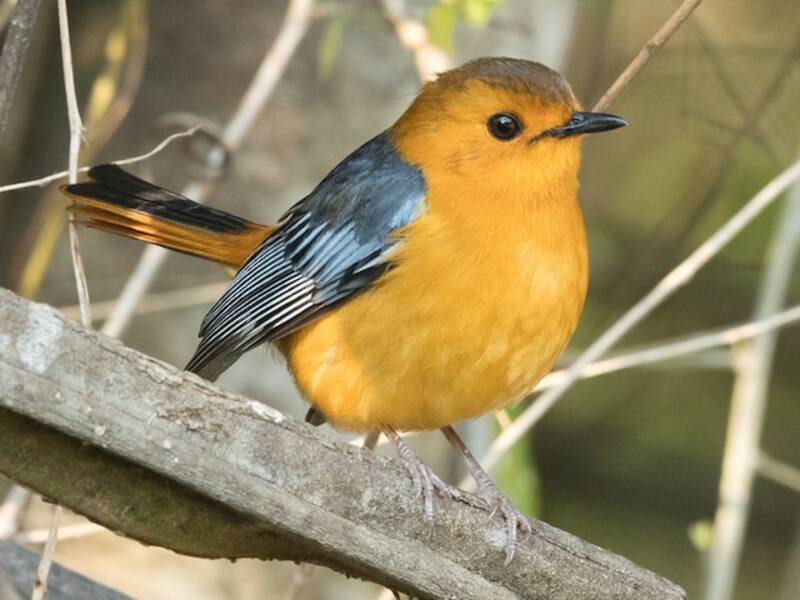 Red-capped Robin-Chat, Photos 4