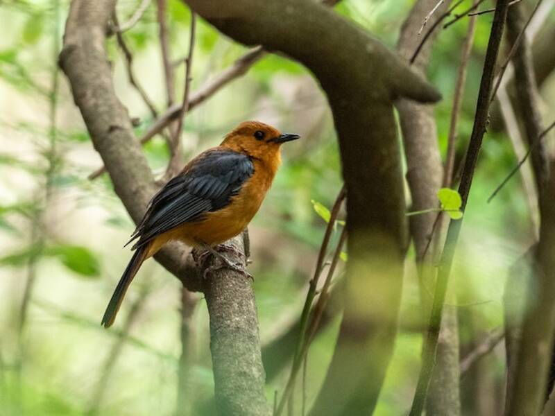 Red-capped Robin-Chat, Photos 2