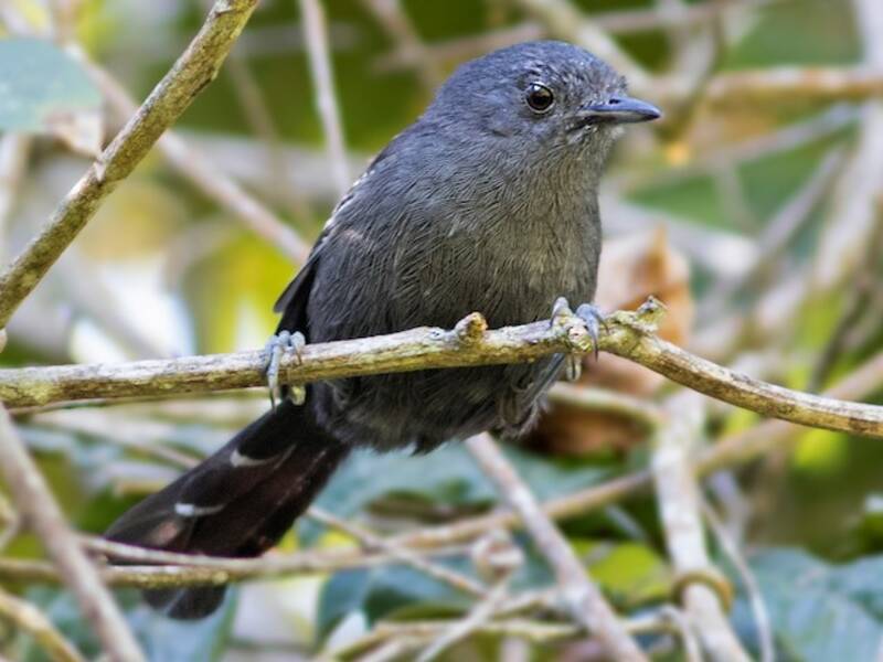 Rio de Janeiro Antbird
