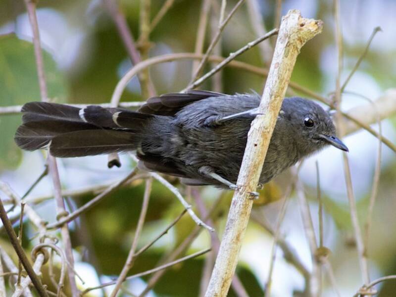 Rio de Janeiro Antbird, Photos 3