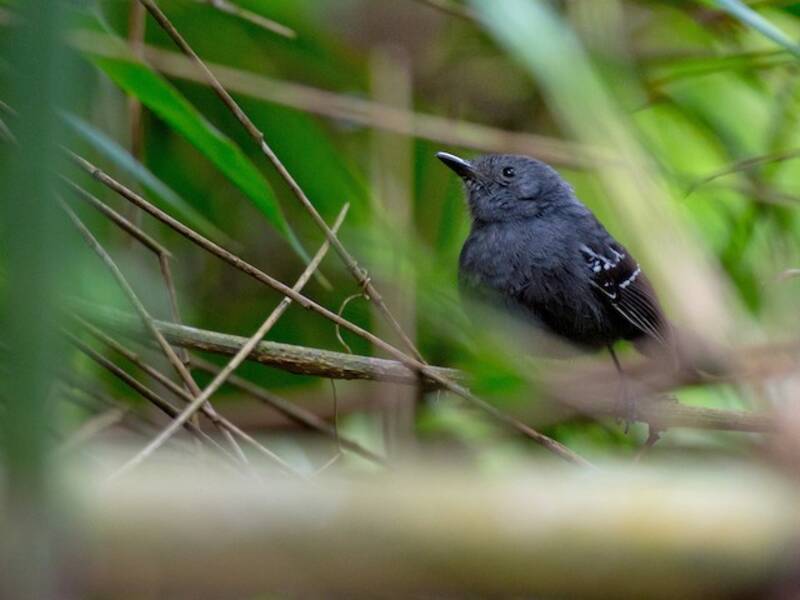 Rio de Janeiro Antbird, Photos 2