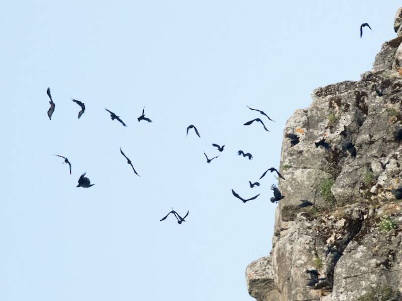 Red-billed Chough (Pyrrhocorax pyrrhocorax)