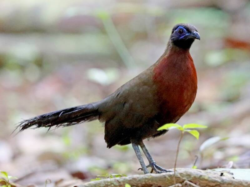Coua dal petto rosso