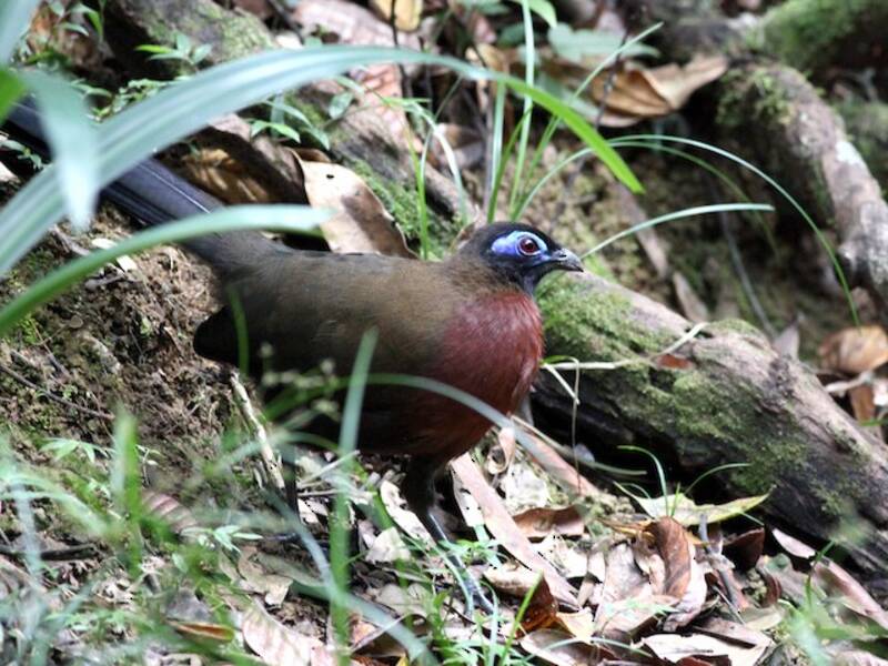 Coua dal petto rosso, Foto 3