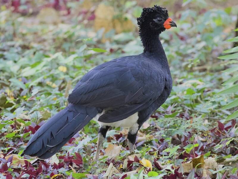 Curassow becco rosso, Foto 3