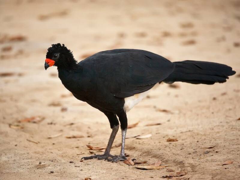 Curassow becco rosso, Foto 4