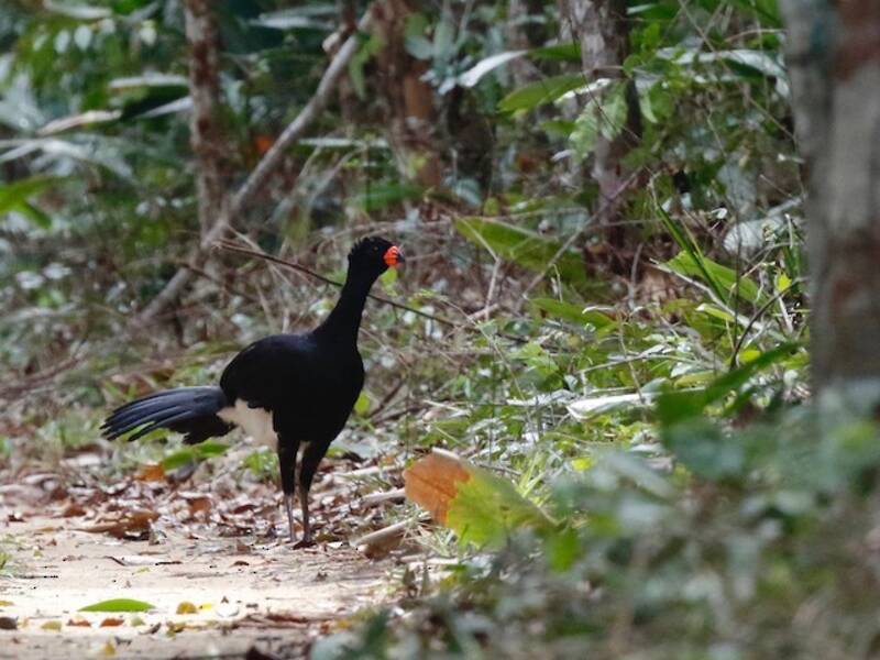 Curassow becco rosso