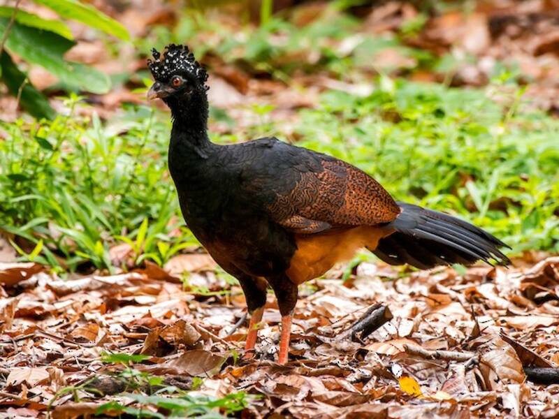 Curassow becco rosso, Foto 2
