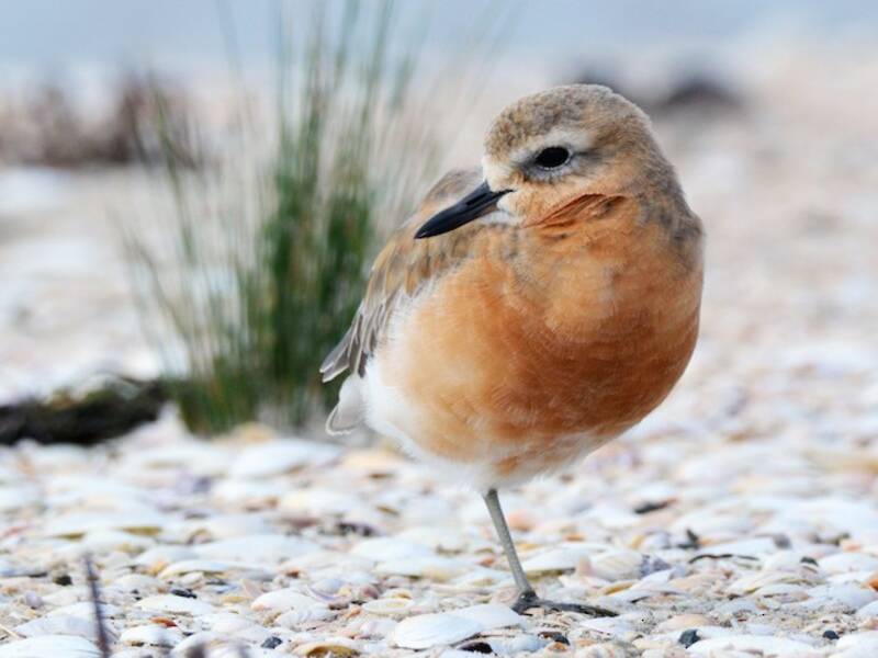Red-breasted Dotterel, Photos 2