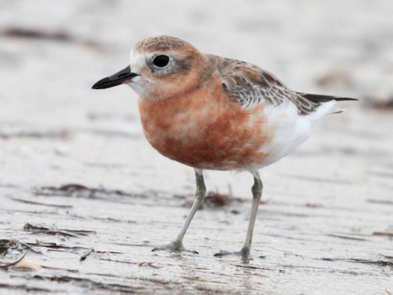 Red-breasted Dotterel, Photos 4