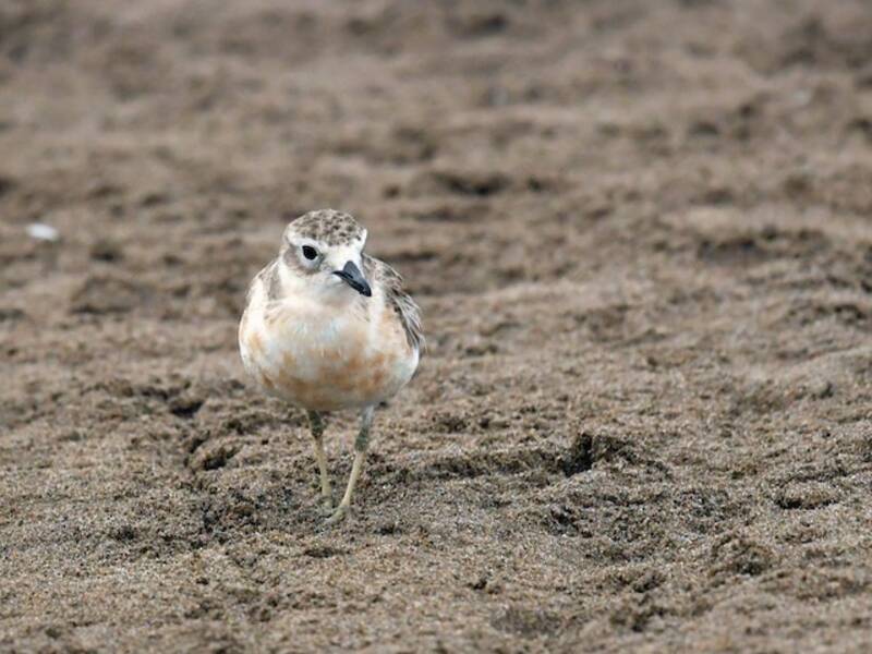 Red-breasted Dotterel, Photos 3
