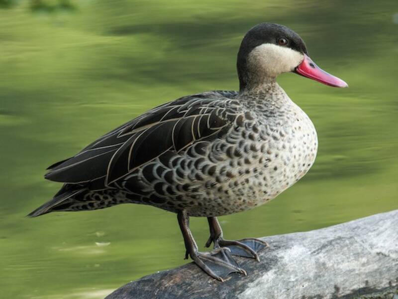 Red-billed Duck, Photos 3