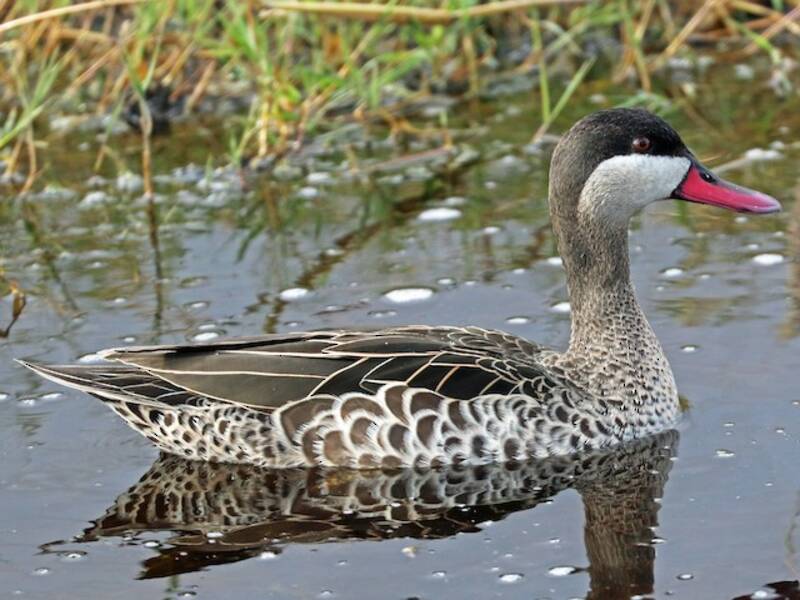 Red-billed Duck, Photos 2