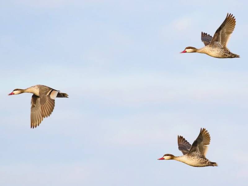 Red-billed Duck